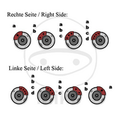 Brake_caliper_repair_kit